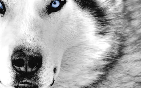 Cool Animal Backgrounds 66 Images