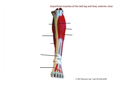 This arrangement gives the hip anatomy a large amount of motion needed for daily activities. Left Leg Anatomy Pictures / Muscles Of The Hips And Thighs Human Anatomy And Physiology Lab Bsb ...