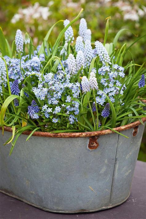Forget Me Nots With Muscari Babys Breath Container Gardening