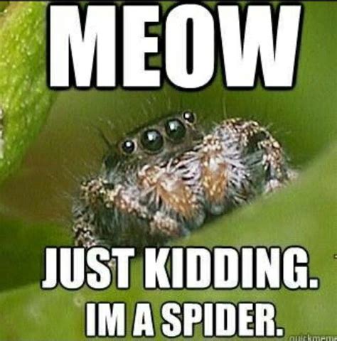Meow Spiders Funny Spider Meme Funny Spider Pictures