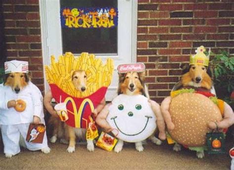 25 Dog Costumes That Will Make You Lol Brit Co