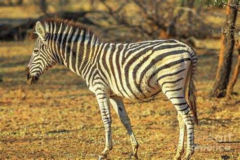 Zebra Standing Outdoor Photograph By Benny Marty Fine Art America