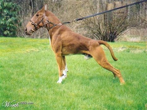 horse dog hybrid  curezone image gallery