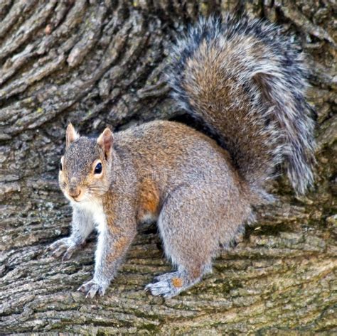 Male Gray Squirrel Stock Photo Image Of East Camouflaged 14444100