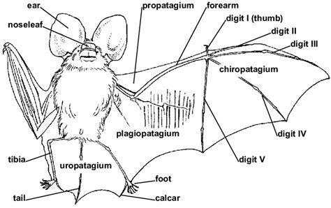 Schematic Representation Of The External Appearance Of A Typical Bat