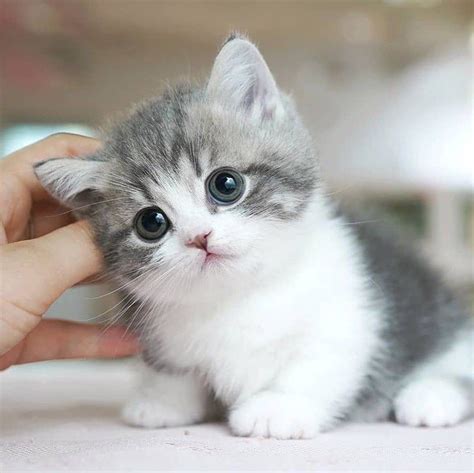 Cute Cats Kitty Pets On Instagram Name This Cutie😻 Follow Cat
