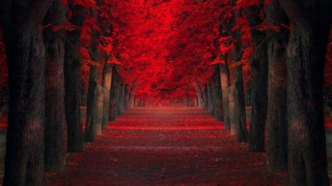 Dark Red Autumn Forest Hd Nature 4k Wallpapers Images