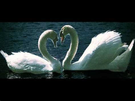 (idiomatic) a final performance or accomplishment, especially one before retirement. The Swan Song - YouTube