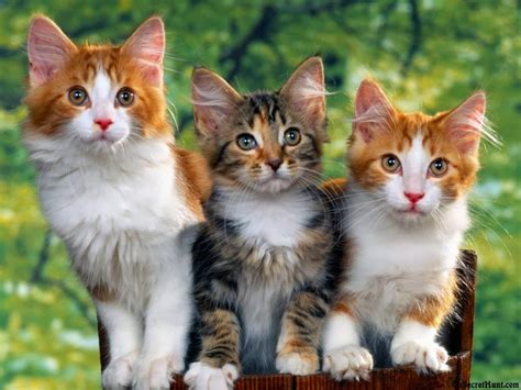 Three Cats Wallpapers Free Beautiful Desktop Wallpapers 2014