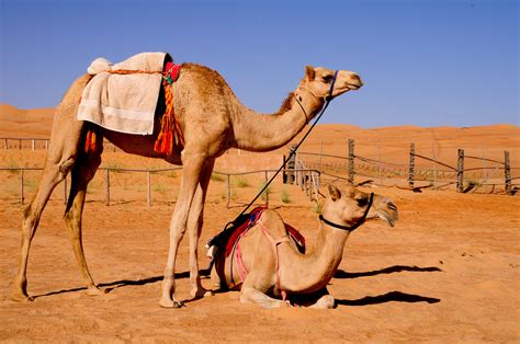 It is very difficult to live in a desert. Arabian Camel-Kuwait National Animal | Wallpapers9