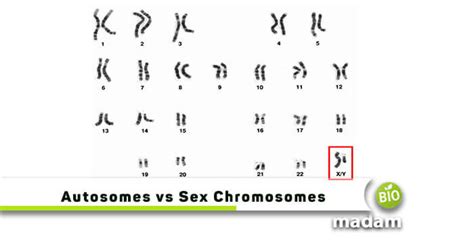 Difference Between Autosomes And Sex Chromosomes Biomadam