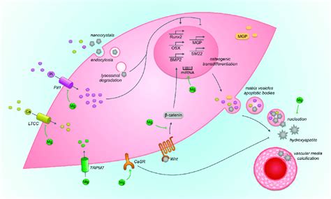 Platelets or thrombocyte activation fibrin in blood vessel vector illustration diagram. Smooth Muscle Cell Diagram / Labelled Diagram Of Smooth Muscle Web About Wiring Diagram - Four ...