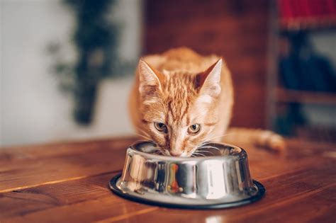 We typically recommend feeding diabetic cats a measured amount of food twice daily at the time of insulin administration. Scheduled Feeding Time vs. Free Feeding for Cats - Nom Nom