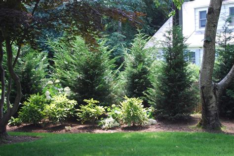 Front Yard Privacy Privacy Landscaping Evergreen Plants Leyland