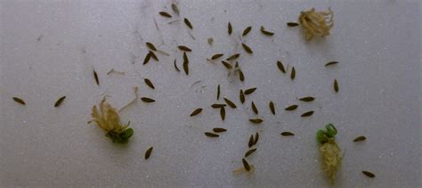 List Of Tiny Black Bugs That Look Like Poppy Seeds Ideas