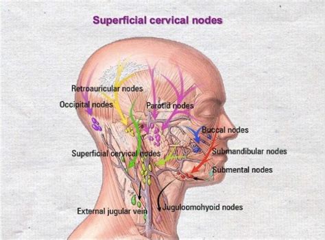 Superficial Cervical Lymph Nodes Lymph Nodes Occipital Lymphatic