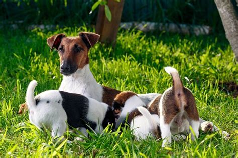 Premium Photo A Purebred Smooth Haired Fox Terrier Feeds Her Pups