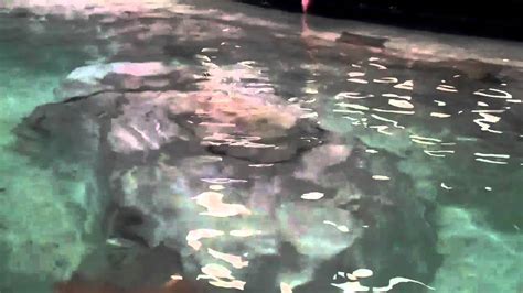 Touch Pool Inside Of Atlanta Ga Aquarium Youtube