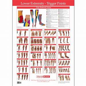 Trigger Point Wall Chart Kent Health Systems