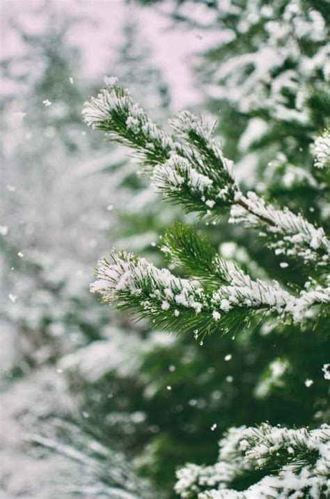 Pin by judy…aviles on winter....GREEN | Winter wallpaper, Christmas ...