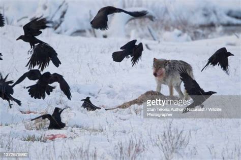 Yellowstone National Park Wolves Photos Et Images De Collection Getty Images