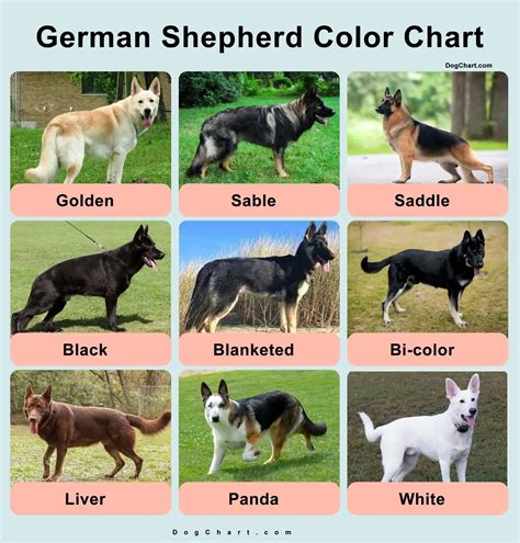 13 German Shepherd Colors And Stunning Facts Petco Dog Care