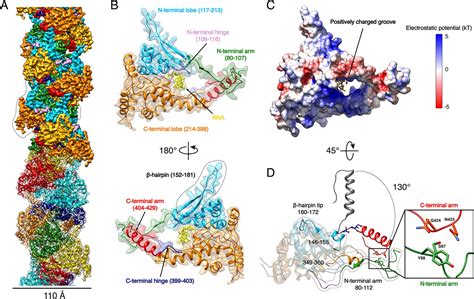 High Resolution Cryo Em Structure Of The Helical Rna Bound Hantaan