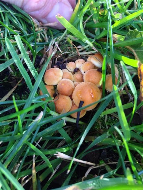 Orange Cluster Mushroom Identification Mushroom Hunting And