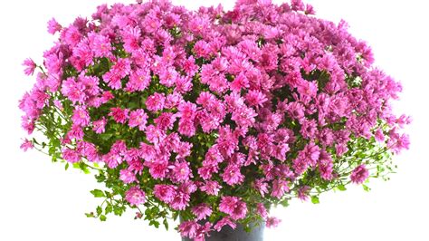 With a background in photography and graphic arts, i love to be visually inspired. A huge bouquet of pink flowers to the girl on March 8 ...