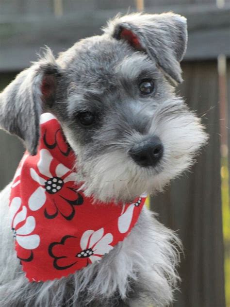 Meet arnold, a stunning miniature related searches: What a sweet face on this darling mini schnauzer ...