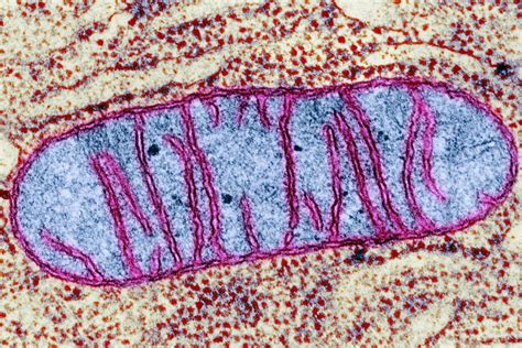 Mitochondria are the powerhouse of the cell organelles (distinguishable parts of cells) in animals (and nearly all other eukaryotes). Mitochondria: Power Producers in Cells