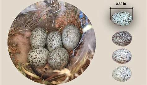 house sparrow bird egg identification chart
