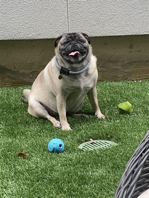 Lifetime Collar® - Fixed-Length Rope Dog Collar | Atlas Pet Company