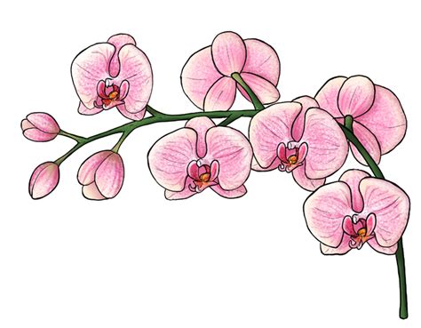 Orchids Flower Drawing Beautiful Image Drawing Skill