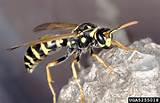 Wasp Or Bee