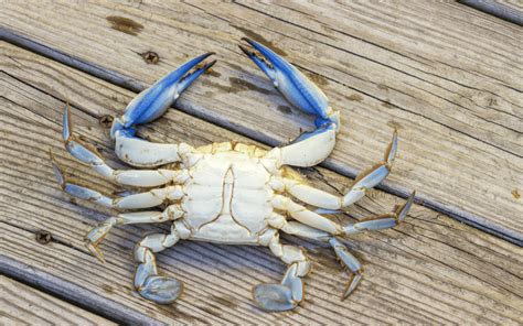 Blue Crab Male Vs Female