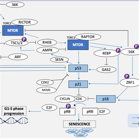 Mtorc1 Mediated Senescence Via P53p21 And P16prb Pathways Activation
