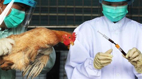 Breakthrough In H7n9 Study A Boost For Bird Flu Drug Research In Hong