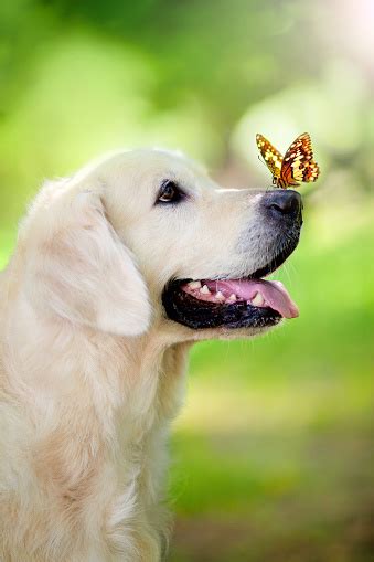 Golden Retriever Dog With Butterfly Stock Photo Download Image Now