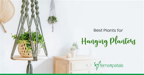 Best Plants For Hanging Planters Fnp