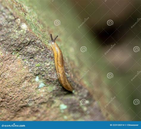 Slug Crawling On Rock Stock Photo Image Of Nature Wild
