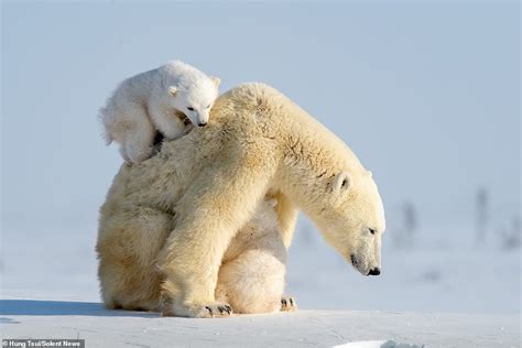 Adorable Polar Bear Cub Clambers Up His Mothers Back Before Losing His