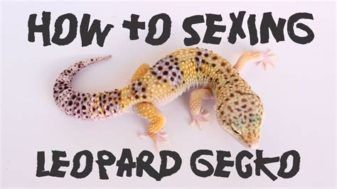 How To Sexing Leopard Gecko Youtube
