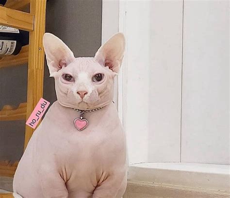 30 Best Fat Hairless Cat Cat Haircuts 2024