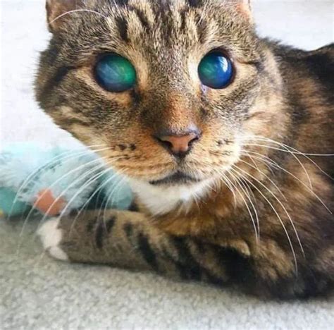 Cat With Amazing Eyes Among Cool Snaps Of Rarely Seen Things Cats