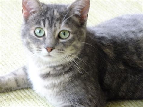 3 Ways to Take Care of a Pregnant Cat - wikiHow