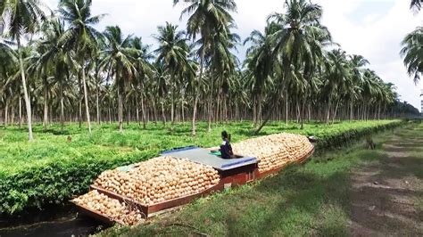 Asia Coconut Farming And Harvest How Coconut Cultivation Asian