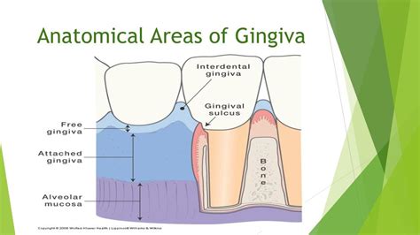 Ppt Tissues Of The Periodontium Powerpoint Presentation Free