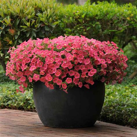 We did not find results for: Shock Wave Spreading Coral Crush Petunia Flower Seeds