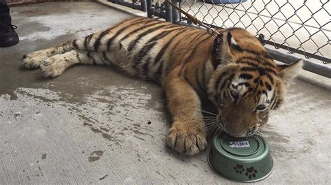 Escaped Pet Tiger Found On The Loose In Texas Itv News